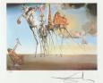 Salvador Dalí – Slony – fotografia 4